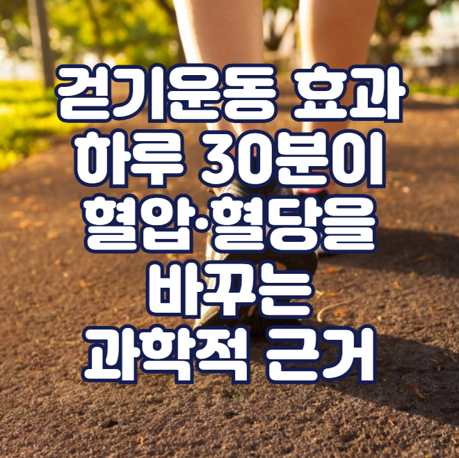 걷기운동 효과 알아보기 - 하루 30분이 혈압·혈당을 바꾸는 과학적 근거