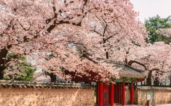 경주 벚꽃 실시간 개화상황