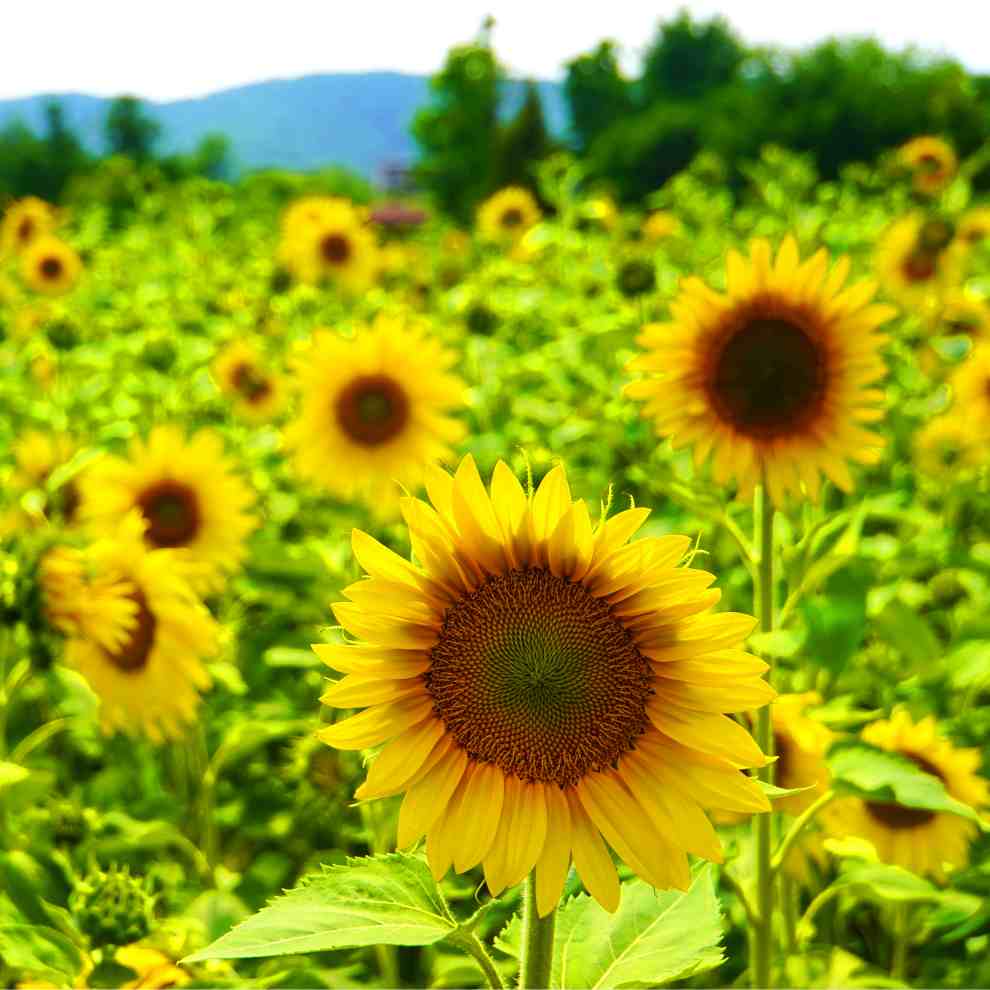 파주 해바라기 축제