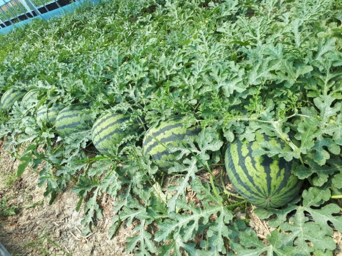 고창수박