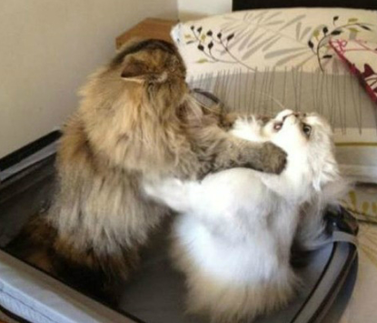 저는 이걸 "셀프멱살"이라 표현합니다.