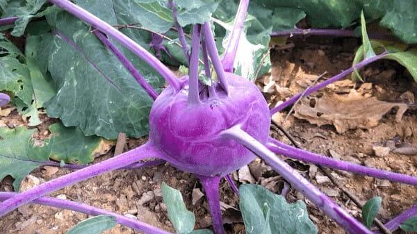 콜라비-재배시기-파종-정식-수확시기