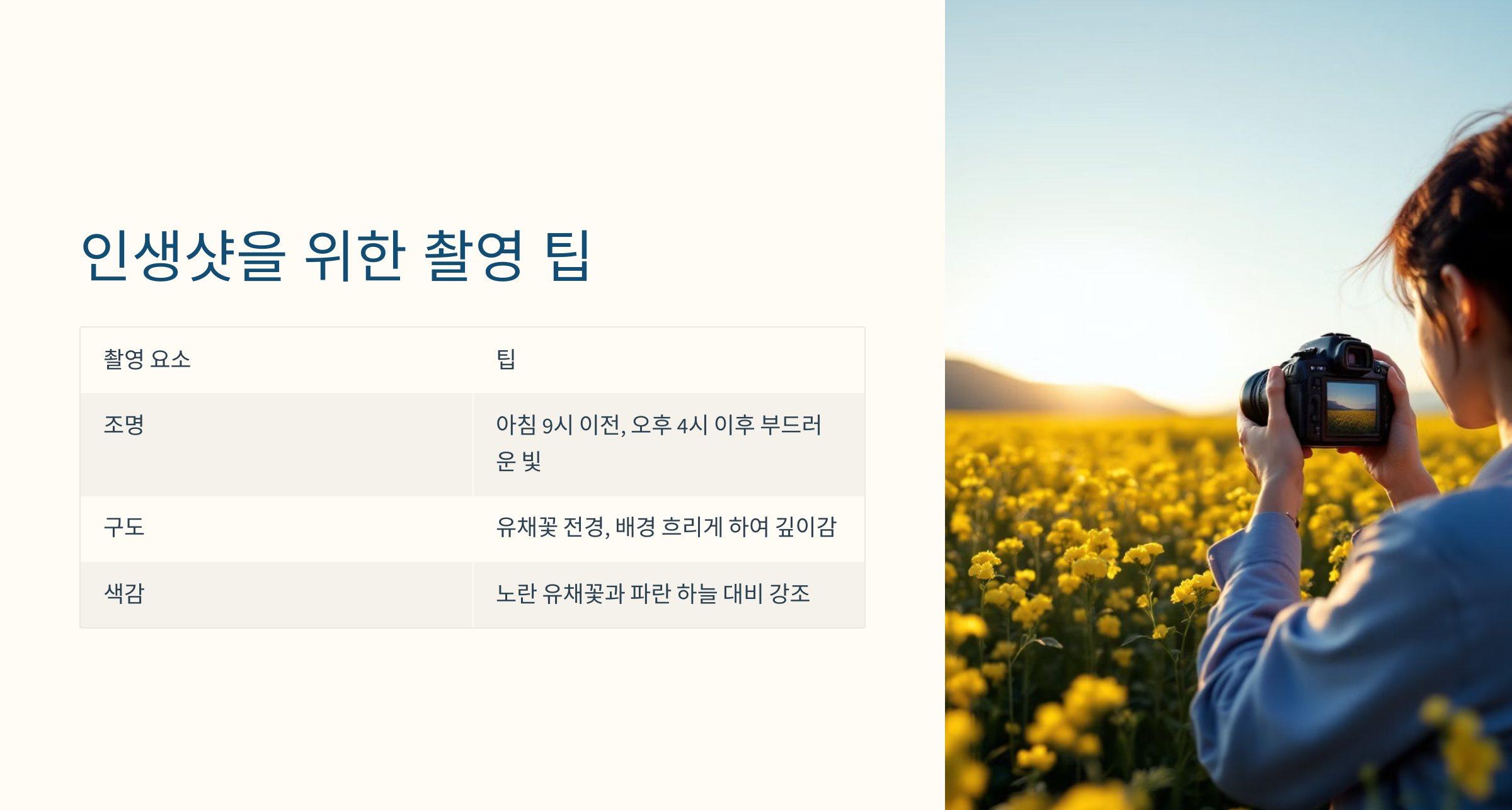 유채꽃 사진