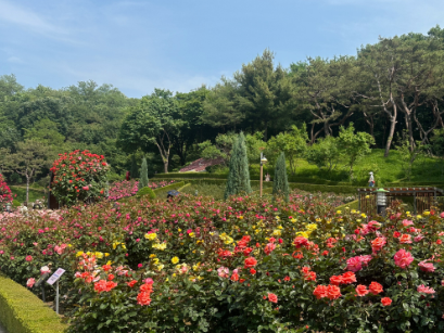 부천 장미축제 날짜 주차장