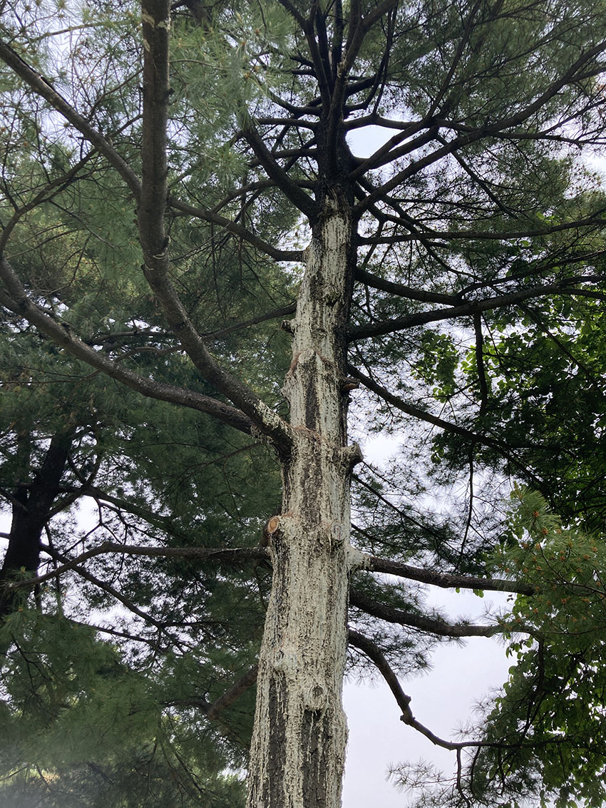 스트로브잣나무