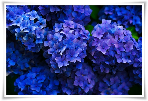 &quot;수국&quot; 여름의 아름다움을 한껏 품은 매력적인 꽃!