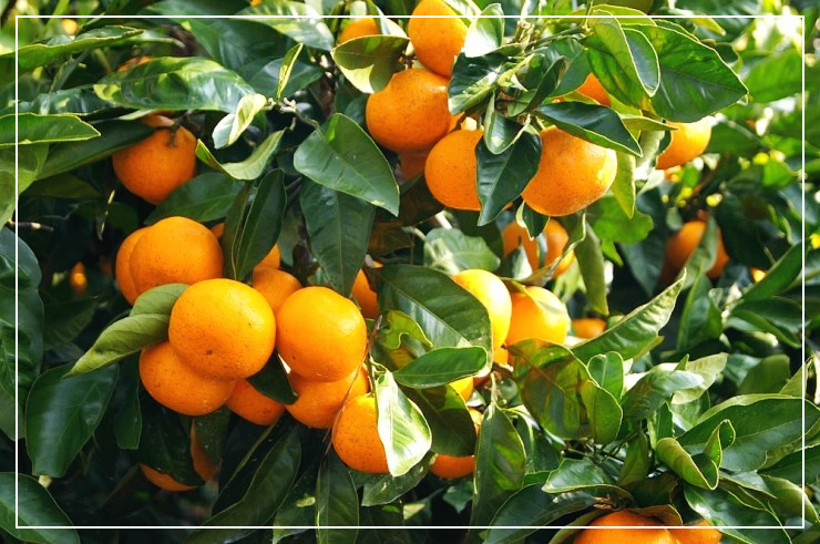 구내염에-좋은-음식