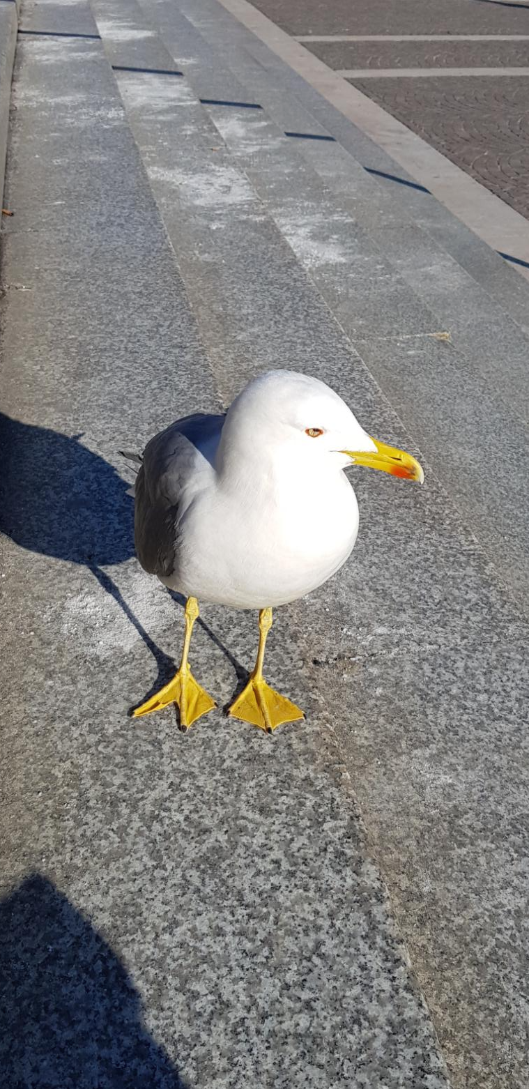 베네치아 갈매기