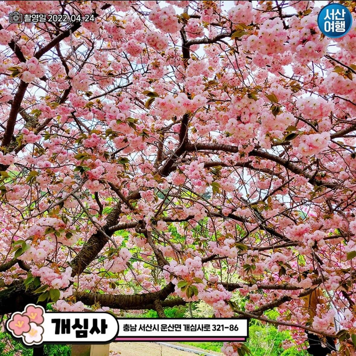 개심사 청벚꽃 개화시기