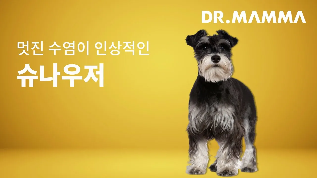 슈나우저 성격 분양 가격 미니어처 성견 몸무게_4