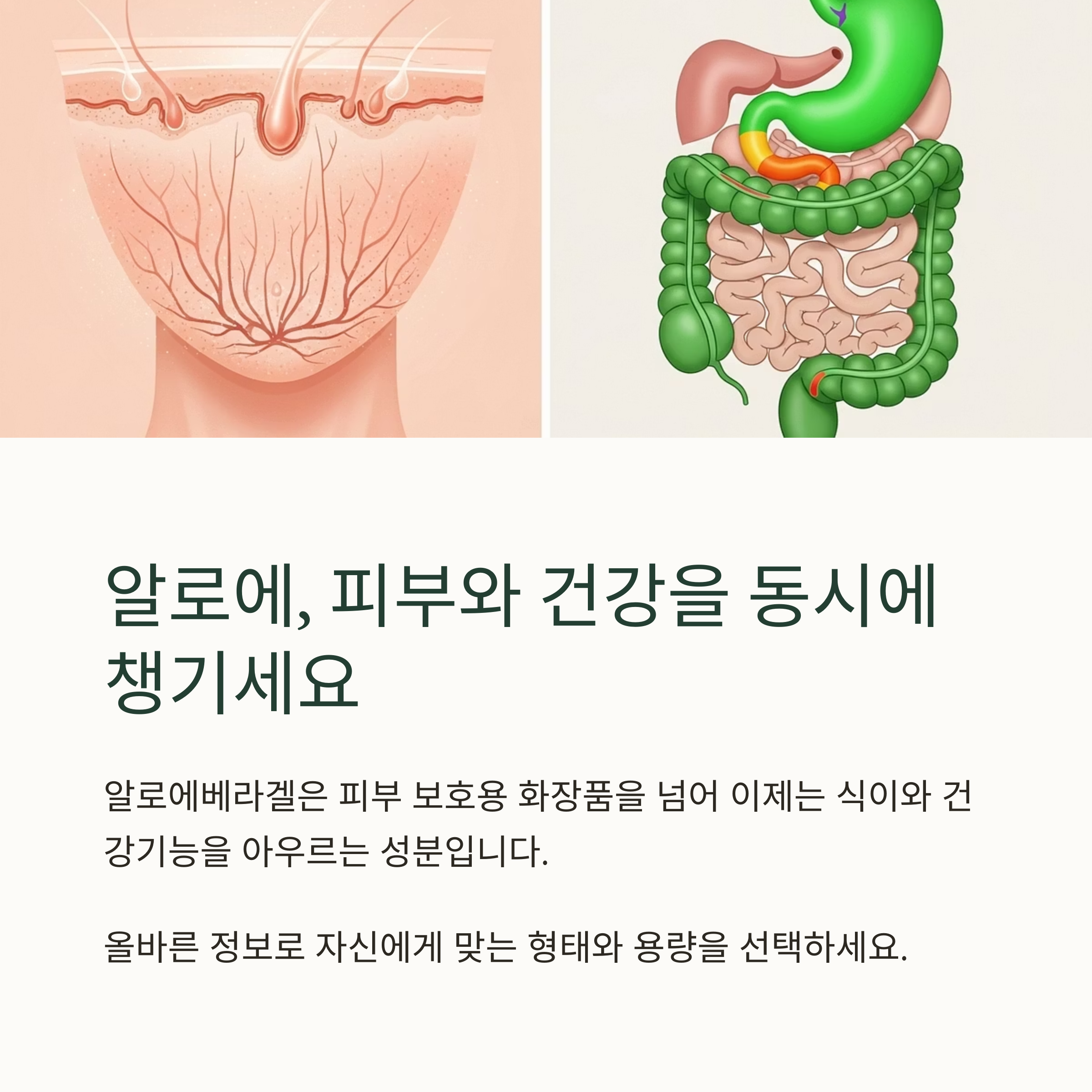 알로에, 피부와 건강을 동시에 챙기세요