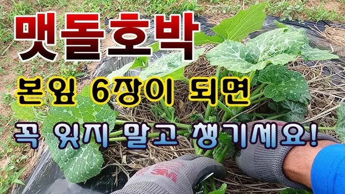 호박 재배 덩굴 유인 암꽃 관리 거름 주기_7