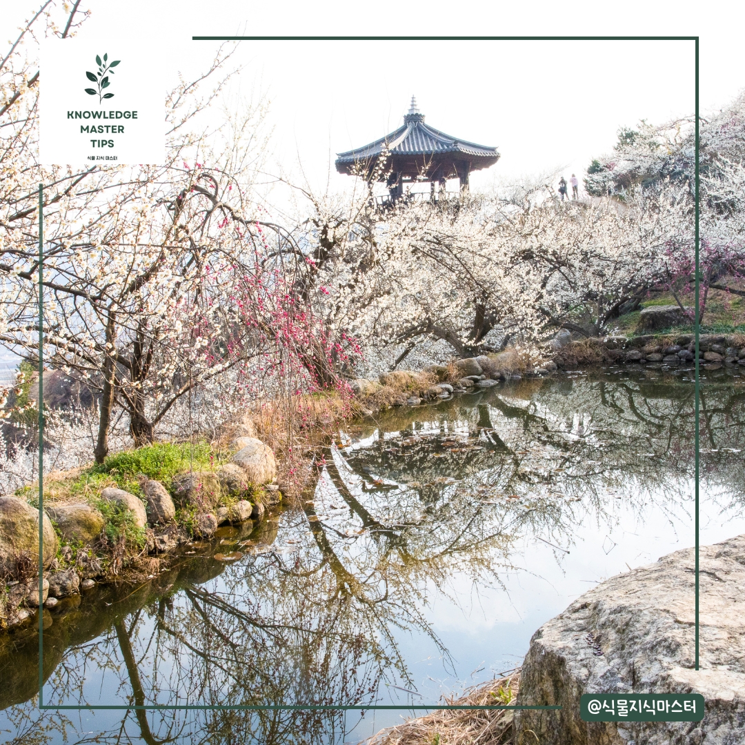 광양 매화마을 &ndash; 매화 향기 가득한 봄