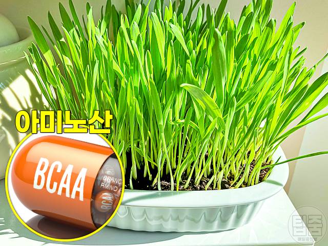 독소배출 음식 디톡스 식단 보리순