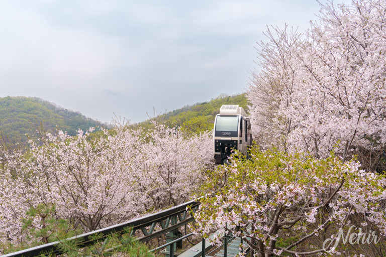 벚꽃 화담숲 예약방법 및 맛집 탐방 소개