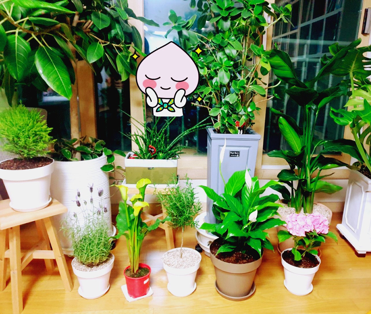 반려식물사진