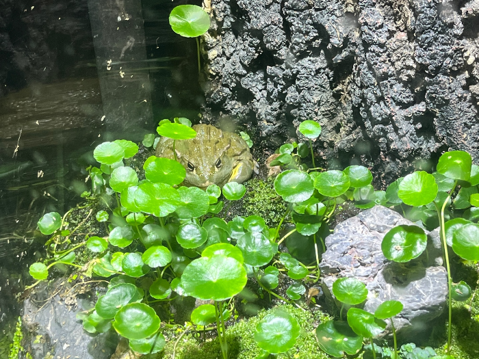 초반은 가볍게 관람 근데 신기함