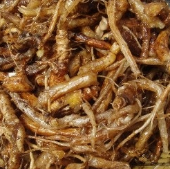 도라지 효능 부작용 고르는법 먹는법 꽃 총정리