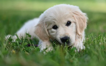 강아지 사료 종류 및 의미 (홀리스틱,그레인프리,휴먼그레이드)