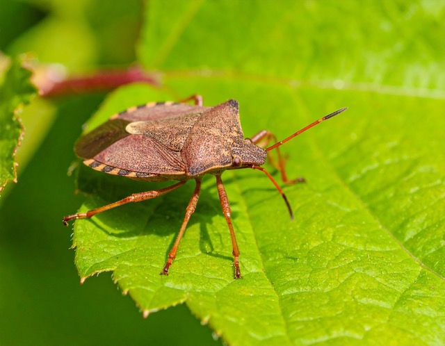 서리태 병해충 방제법
