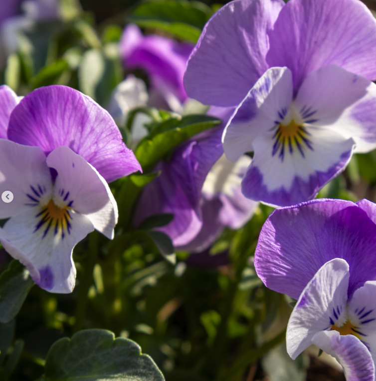 용인 자작나무숲 봄꽃 축제