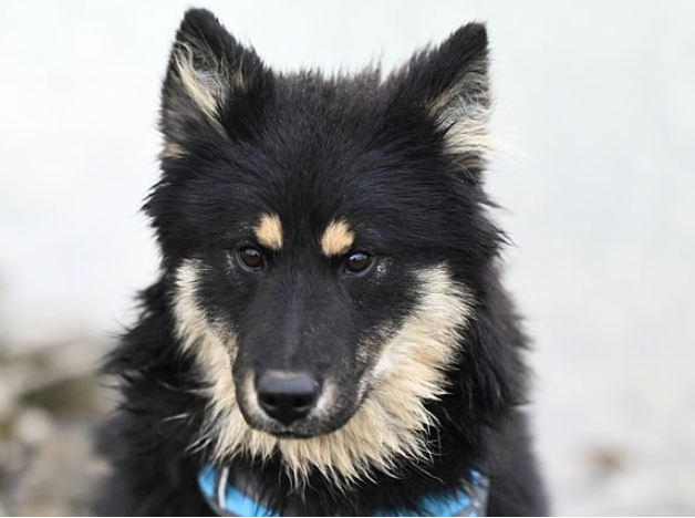 도시와 시골에서의 반려견 라이프스타일 비교