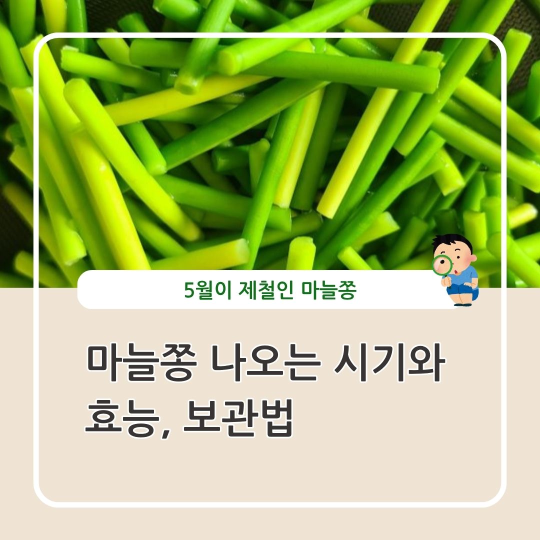 마늘쫑 효능 보관