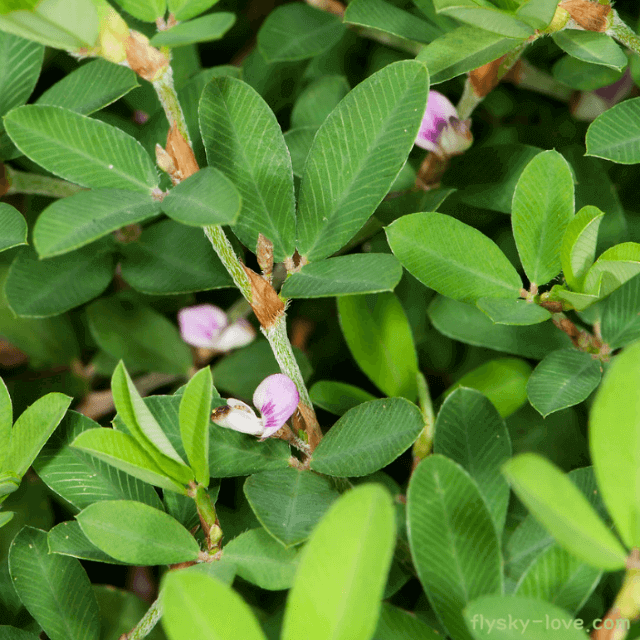 감기 증상에 좋은 매듭풀(Japanese clover)