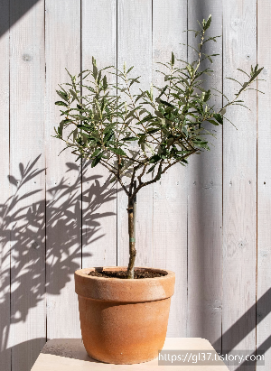봄을 집으로 초대하는 법 &ndash; 인테리어에 생기를 불어넣을 식물 7가지!