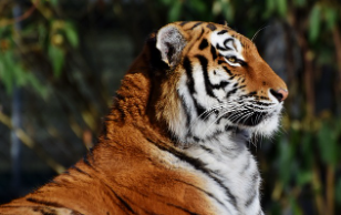 호랑이띠 2025년 운세