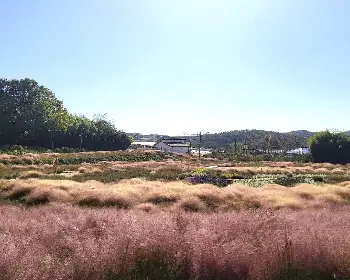 고창 핑크뮬리 축제_10