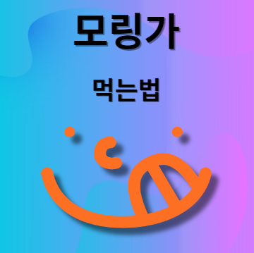 모링가 먹는법