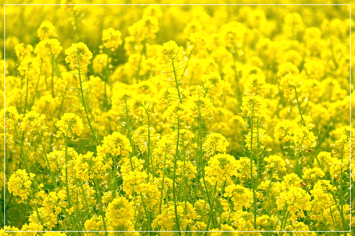 봄꽃여행지추천 4월 충청지역여행지추천