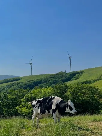 평창 가볼만한곳 베스트10 대관령 양떼목장 허브나라 드라이브_14