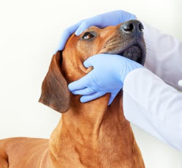 강아지 눈이 침침? 시력 테스트 5가지 및 저하 신호