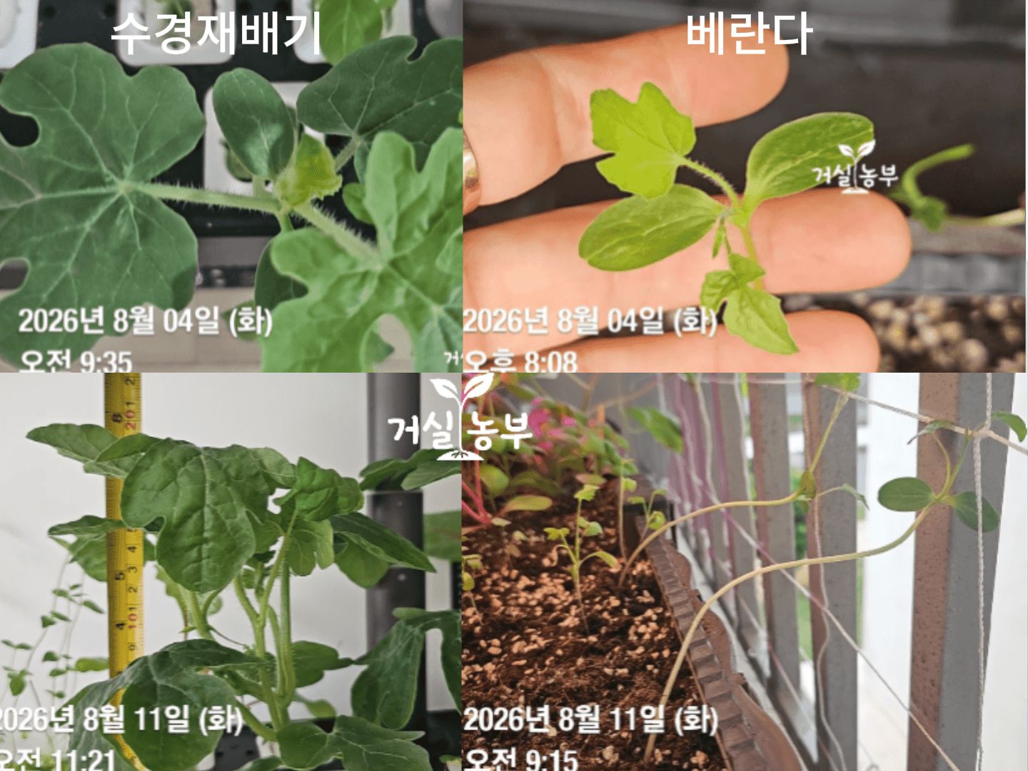 8월 4일과 11일 수경재배 수박과 베란다 흙 수박 성장 비교