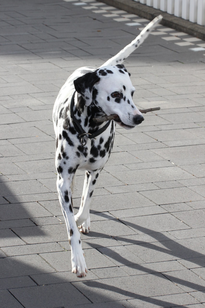 달마시안(Dalmatian)3