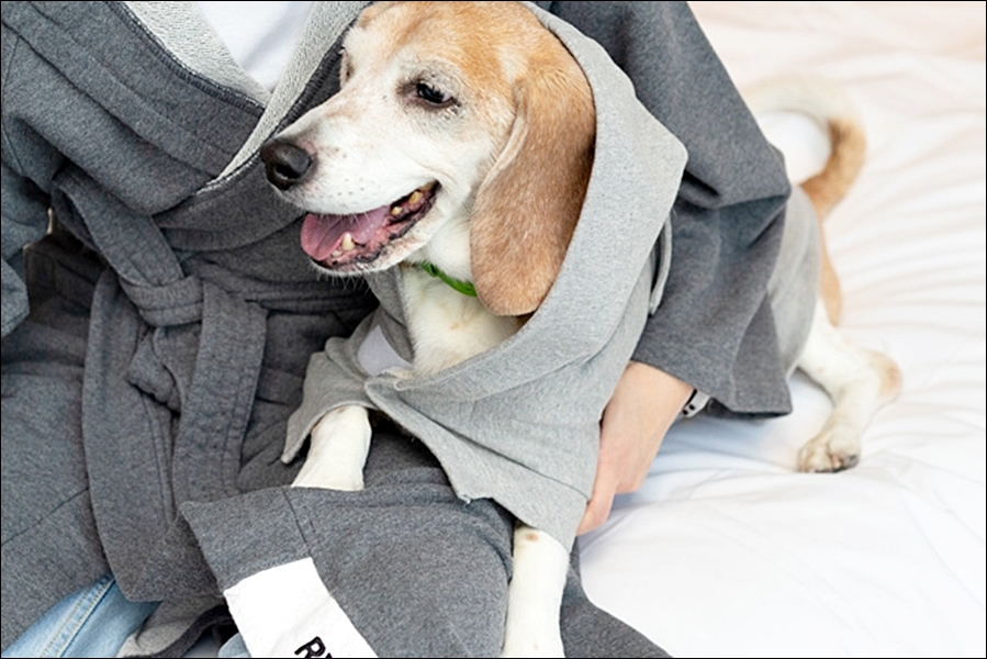 펫캉스 호텔 추천 5 : 반려동물과 함께 하는 휴가