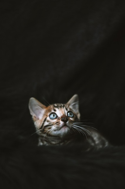 고양이 여름철 식욕부진 해결법｜영양 손실 막는 급여 요령