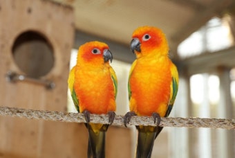 이색 조류, 미니 앵무새 '러브버드'의 반려성 알아보기