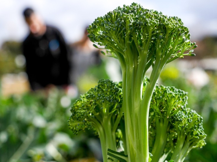 브로콜리 효능|종류|제철|데치기|브로콜리 보관|씻는법|먹는방법