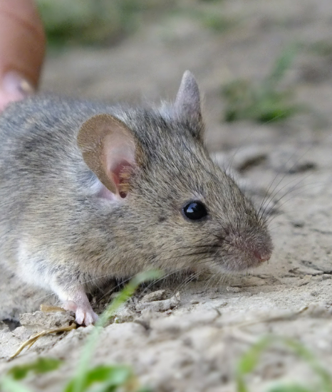 약국 쥐약 잡스 효과, 어떻게 될까? 고양이도 먹으면 죽는다던데
