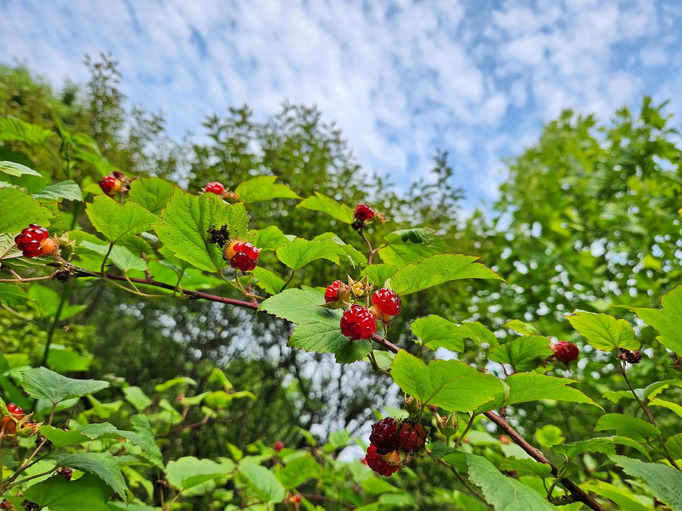 산딸기 Wild Strawberries