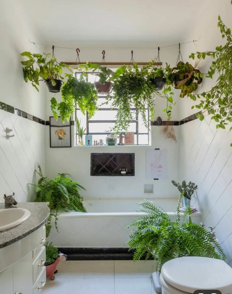 욕실 식물 추천 습도사랑 종류 물주기 환기요령 곰팡이 예방 팁_7