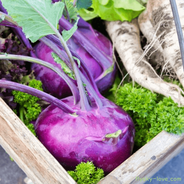 순무의 효능
