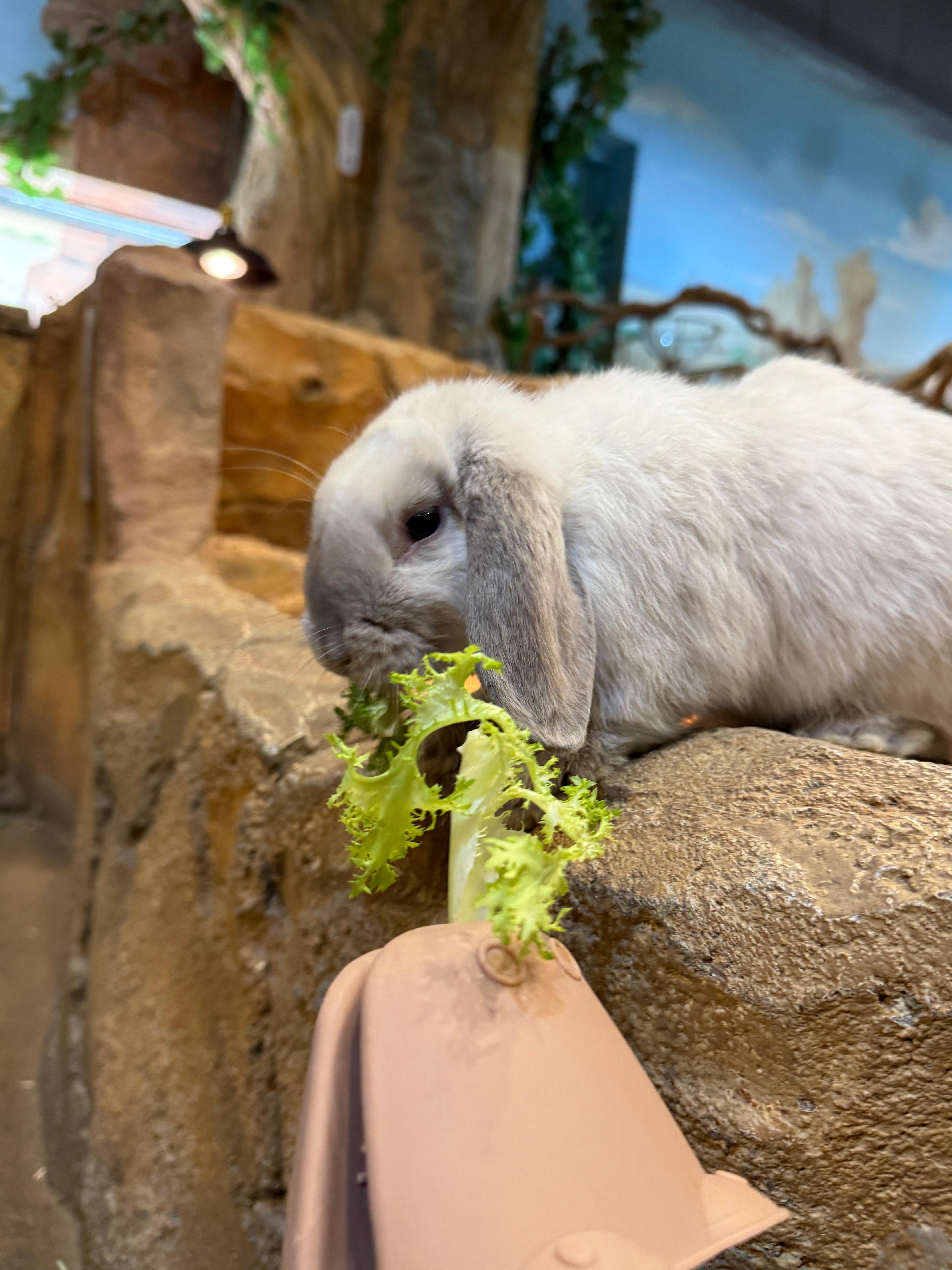 라라쥬동물원에서 토끼 먹이 주는 사진
