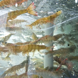 생방송 투데이 홍성 남당항대하축제 광천토굴새우젓 대축제 바비큐페스티벌