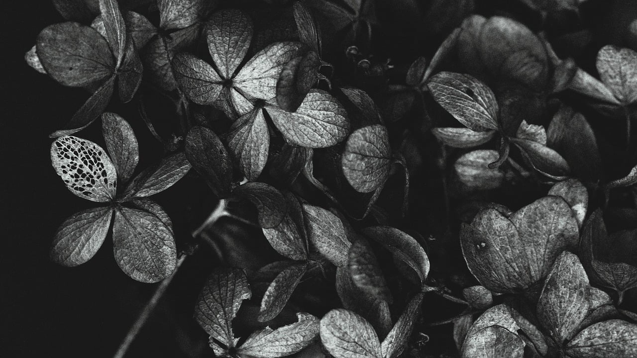 꽃의 잎을 흑백사진으로 표현하고 있습니다.