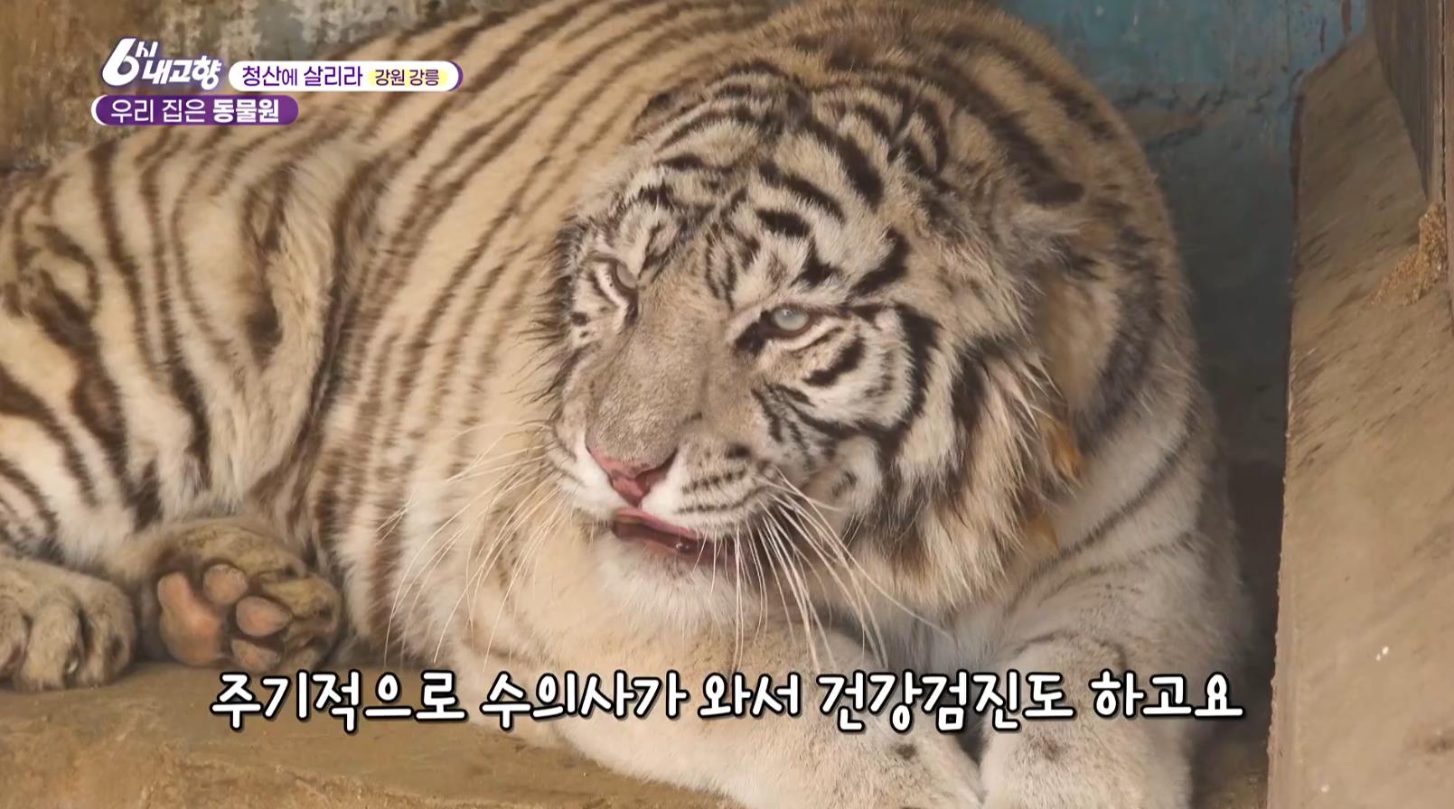 백호가 있는 6시내고향 강릉 동물원