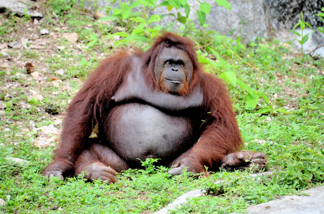 Visceral fat